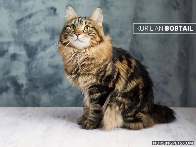 Kurilian Bobtail