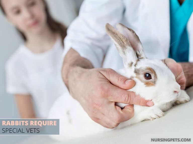 Are Rabbits Hard Or Easy To Take Care Of? Nursing Pets