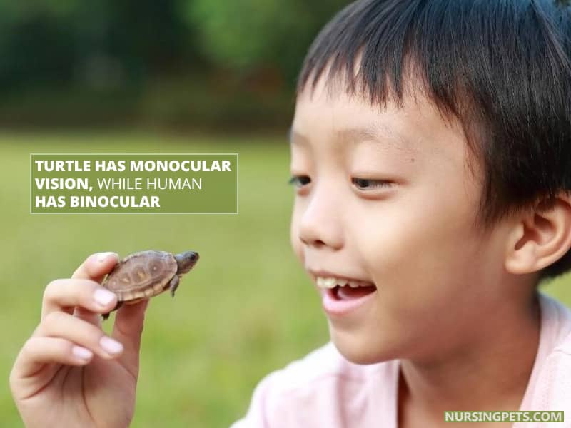 Turtle has monocular vision, while human has binocular