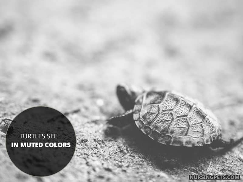 Turtles See in Muted Colors