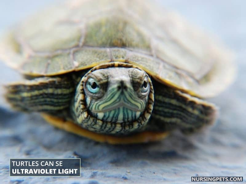 Turtles can se ultraviolet light