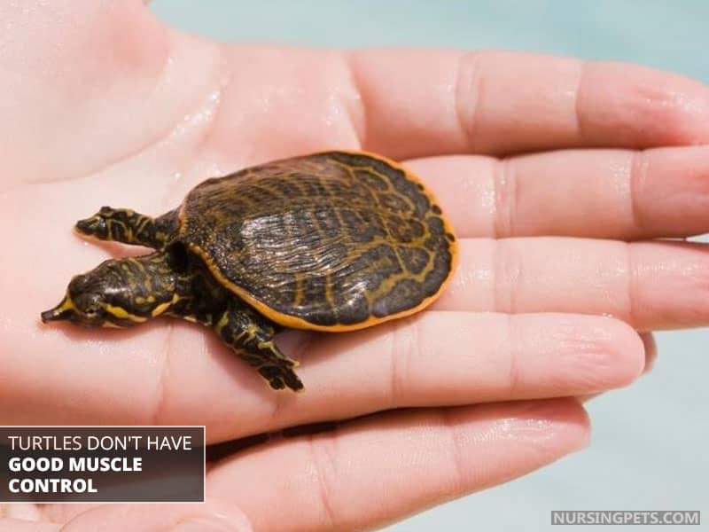 Turtles don't have good muscle control