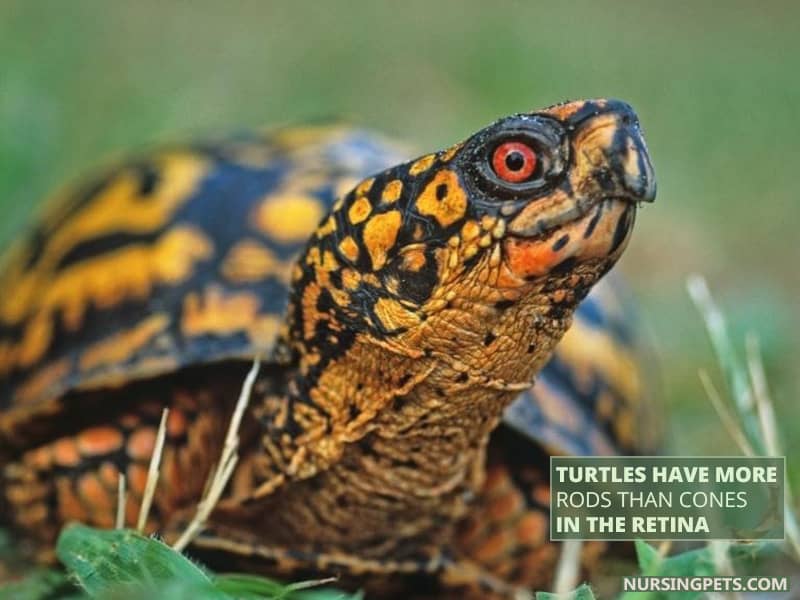 Turtles have more rods than cones in the retina