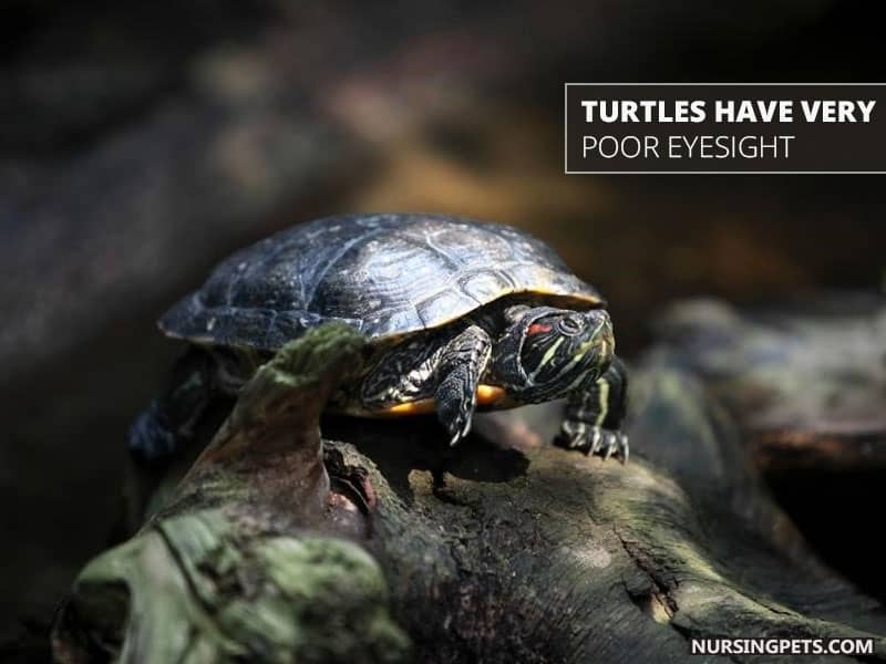 Turtles have very poor eyesight