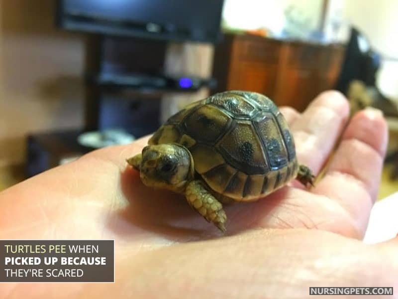 Turtles pee when picked up because they're scared