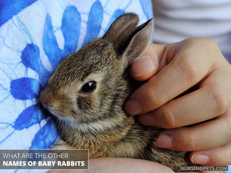 What Are The Other Names Of Baby Rabbits