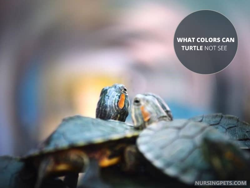 What Colors Can Turtle Not See