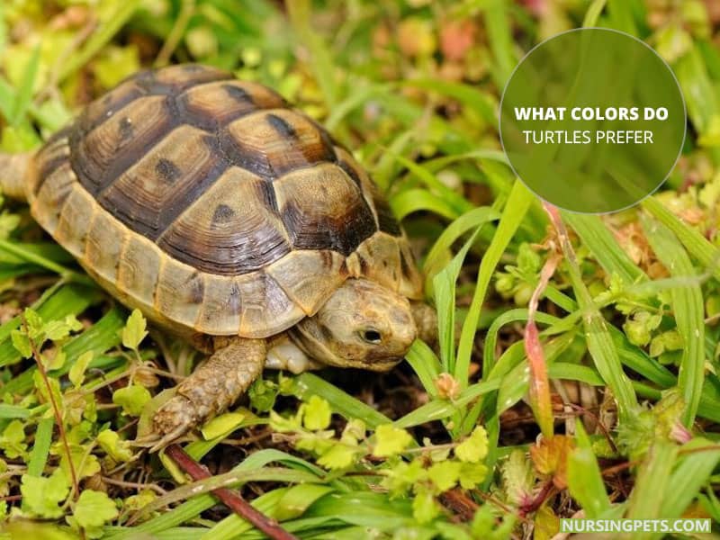 What Colors Do Turtles Prefer