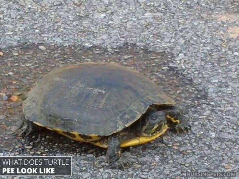 Do Or Can Turtles Pee Explain With Picture Nursing Pets do-or-can-turtles-pee-explain-with-picture-nursing-pets