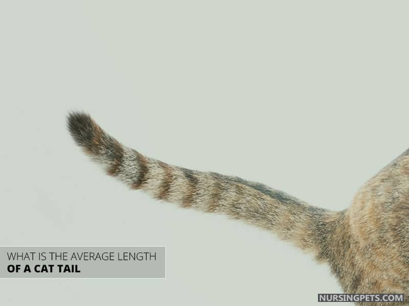 What Is the Average Length of a Cat Tail?