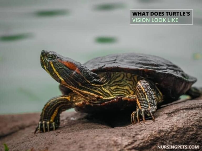 How Do Turtles See The World? [Turtle Vision] - Nursing Pets