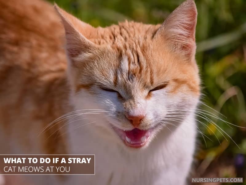 What to Do If a Stray Cat Meows at You