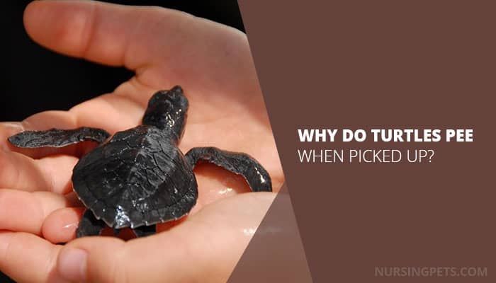 Why Do Turtles Pee When Picked Up