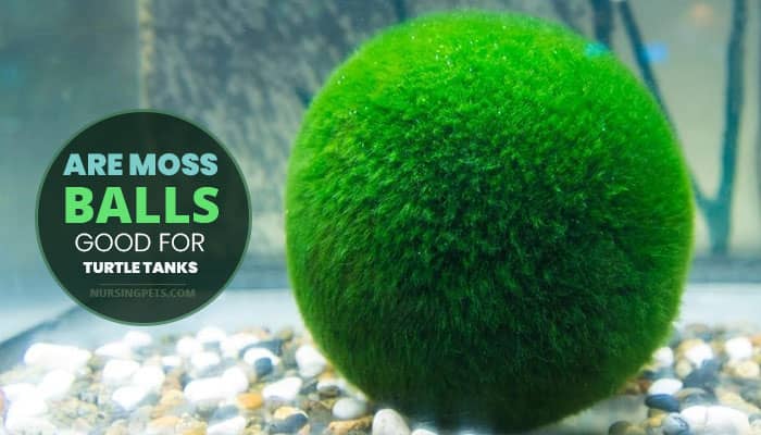 Are Moss Balls Good For Turtle Tanks