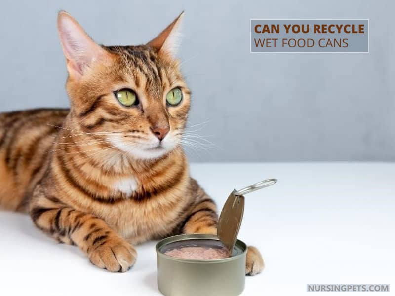 Can You Recycle Wet Food Cans