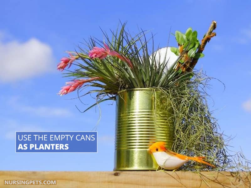 Use the Empty Cans As Planters