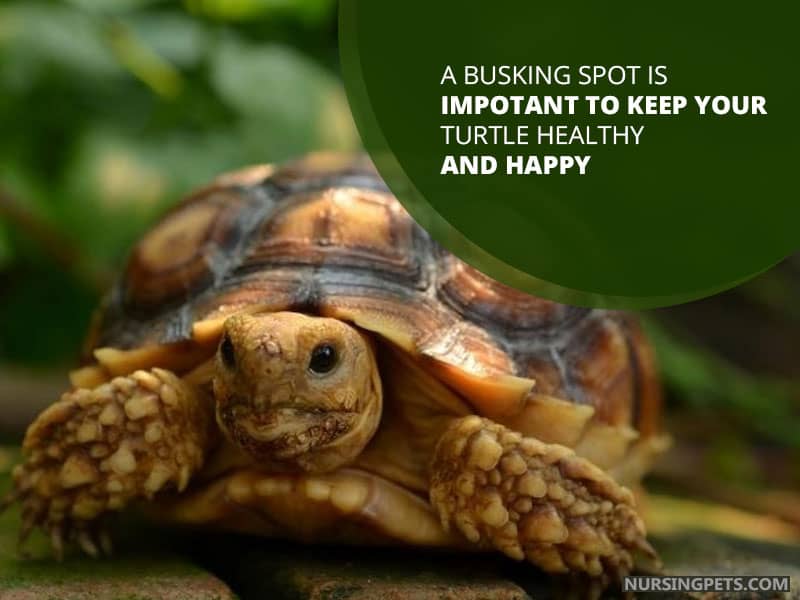 A Busking Spot Is Impotant to Keep Your Turtle Healthy and Happy