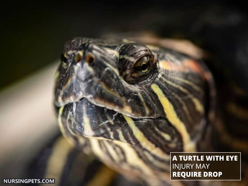 A Turtle with Eye Injury May Require Drop