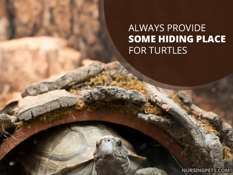 Always Provide Some Hiding Place for Turtles