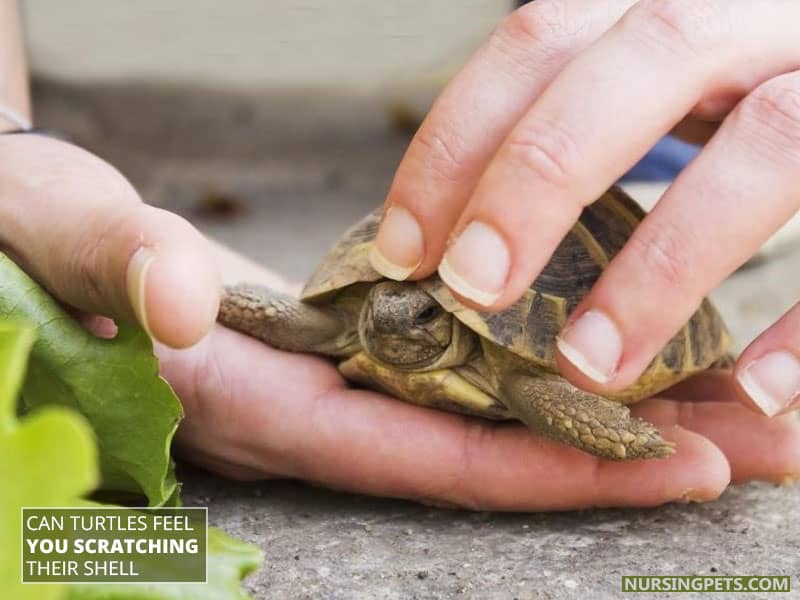 Can Turtles Feel You Scratching Their Shell