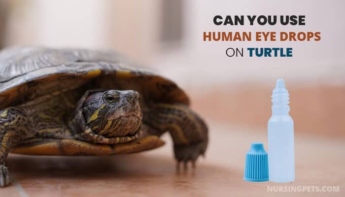 Can You Use Human Eye Drops On Turtle