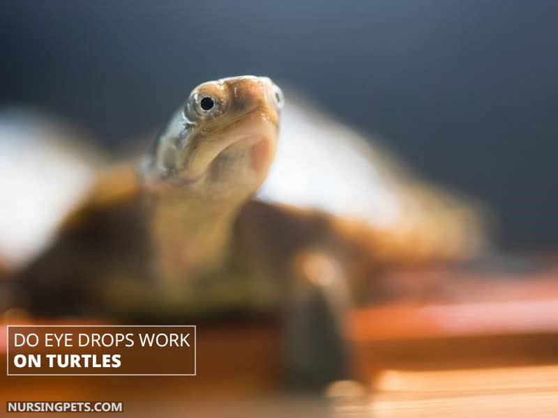 Do Eye Drops Work on Turtles