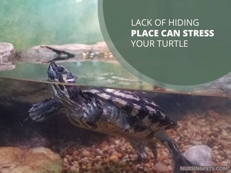 Lack of Hiding Place Can Stress Your Turtle