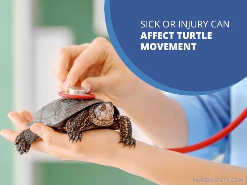 Sick or Injury Can Affect Turtle Movement