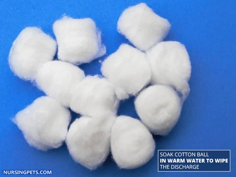 Soak Cotton Ball in Warm Water to Wipe the Discharge