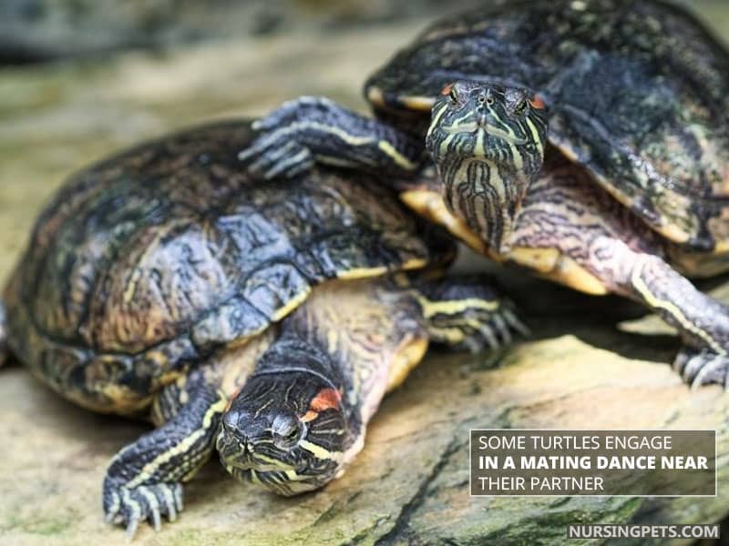 Some turtles engage in a mating dance near their partner