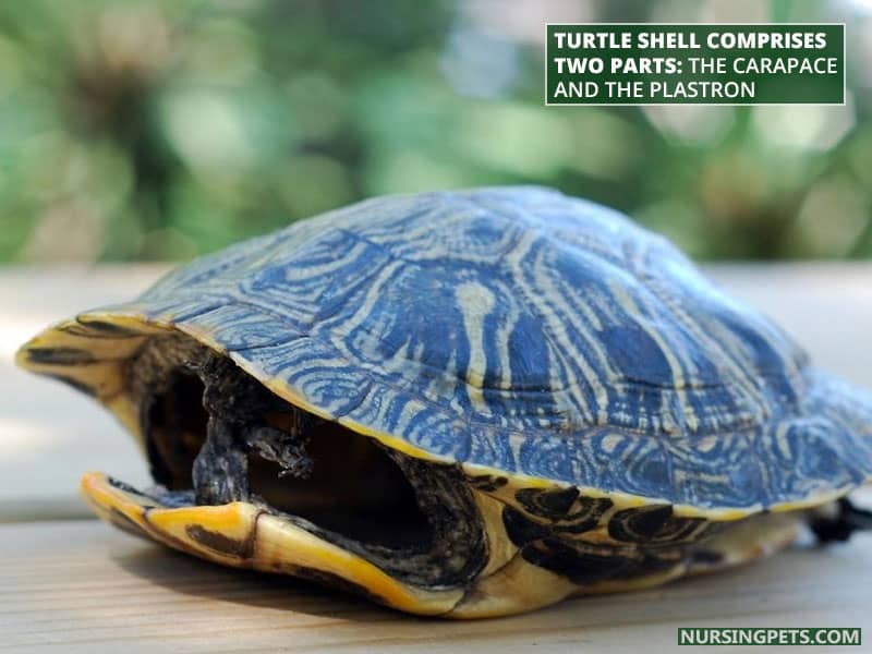 Turtle shell comprises two parts: the carapace and the plastron