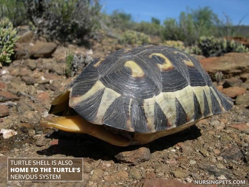 Turtle shell is also home to the turtle's nervous system