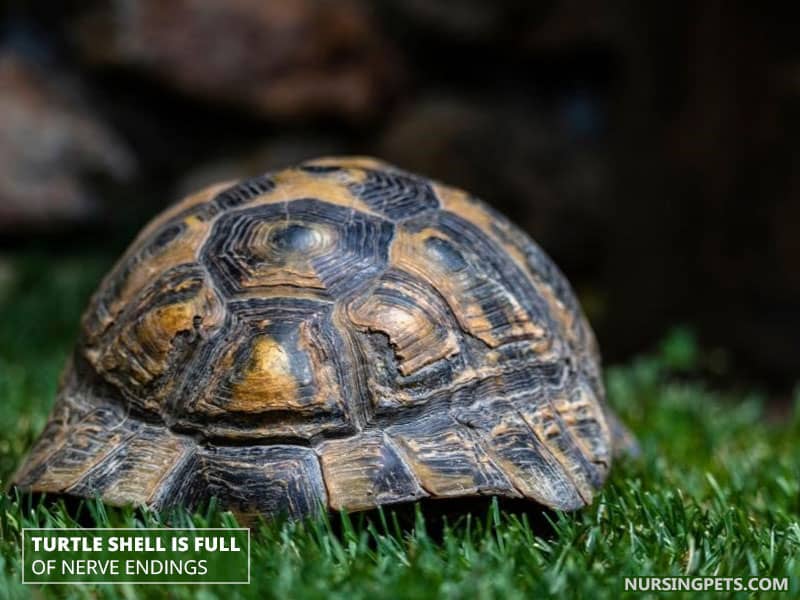 Turtle shell is full of nerve endings