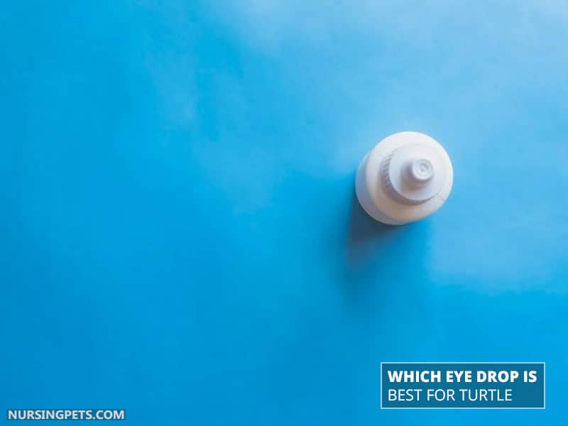 Which Eye Drop Is best for Turtle