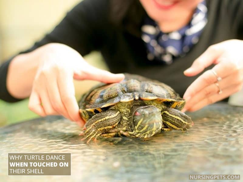 Why Turtle Dance When Touched on Their Shell