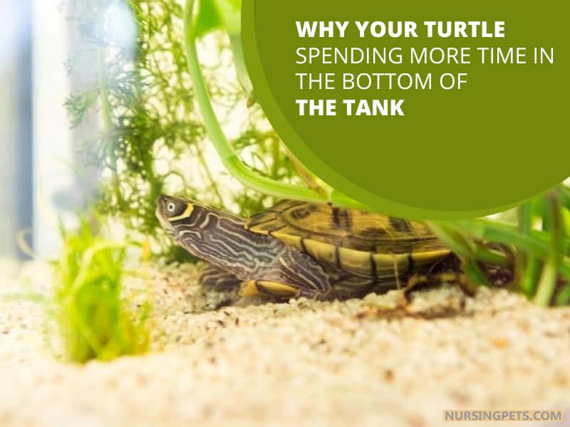 Why Your Turtle Spending More Time in The Bottom of The Tank