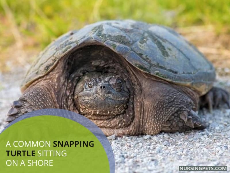 A common snapping Turtle sitting on a shore