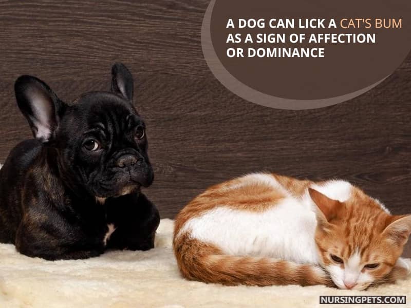 A dog can lick a cat's bum as a sign of affection or dominance