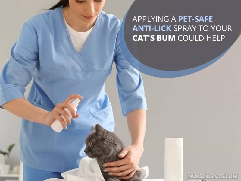 Applying a pet-safe anti-lick spray to your cat's bum could help