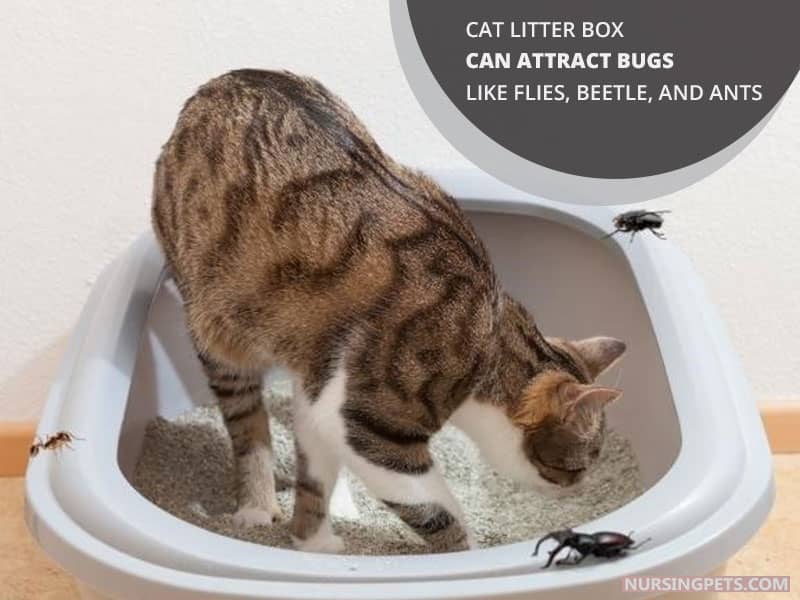 Cat litter box can attract bugs like flies, beetle, and ants