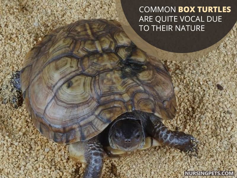 Common Box Turtles are quite vocal due to their nature