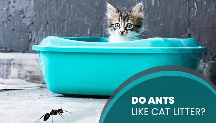 Do Ants Like Cat Litter