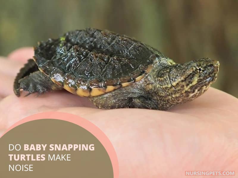 Do Baby Snapping Turtles Make Noise