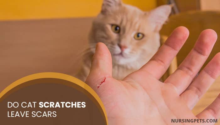 Do Cat Scratches Leave Scars