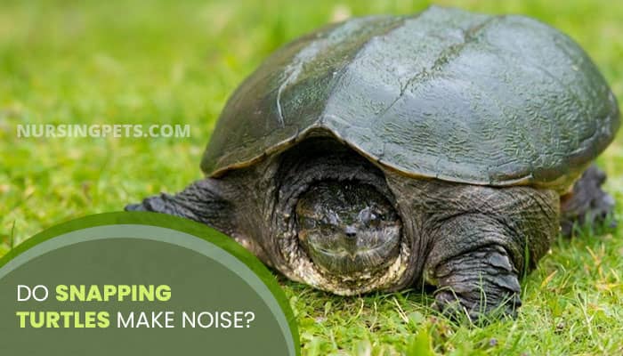 Do Snapping Turtles Make Noise