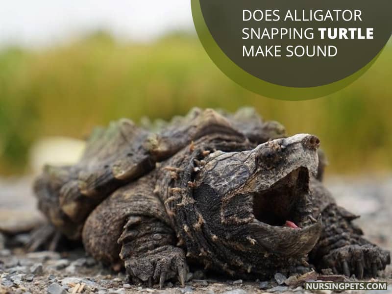 Does Alligator Snapping Turtle Make Sound