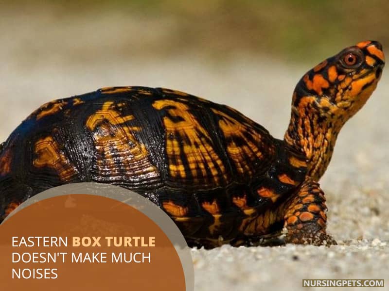 Eastern Box Turtle doesn't make much noises