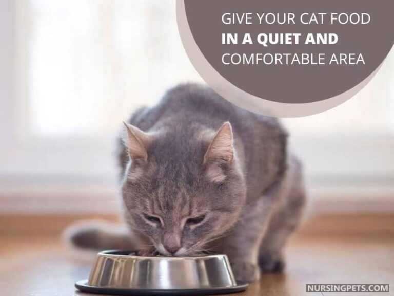 Why Does My Cat Like To Be Pet While Eating? Nursing Pets