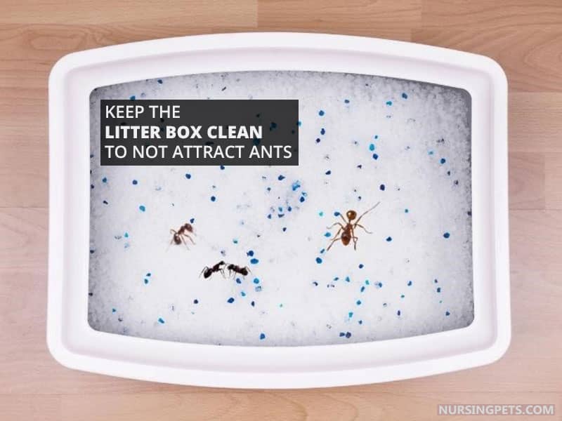 Keep the litter box clean to not attract ants