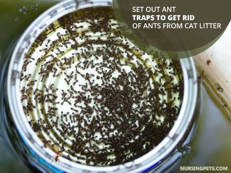 Set out ant traps to get rid of ants from cat litter